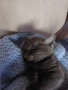 Британски късокосмести котенца , снимка 9