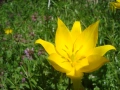 Жълто лаленце (Tulipa), снимка 1