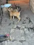 Белгийска овчарка , снимка 7