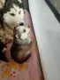 Две мъжки кученца хъски, снимка 7