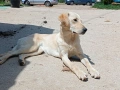 Подарява се красиво кученце :), снимка 3