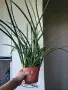 Сансевиера, sansevieria cylindrica, снимка 1