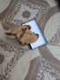 Дамски обувки Индиго, снимка 1