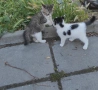 Котета търсят дом, снимка 16