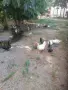 Продавам патици, снимка 2