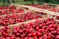 Продавам Череши, снимка 2