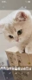 Британска котка  лилаво злато, снимка 2