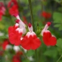 Салвия ‘Hot Lips’ , снимка 2