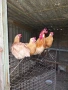 Продавам жълт легхорн, снимка 1