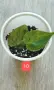 Филодендрон- Philodendron Hederaceum Variegata, снимка 10