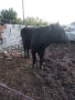 prodavam majko tele za klane mejdu 250 i 300 kilograma, снимка 1