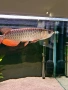 Asian Arowana gold crossback blue base, снимка 1