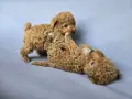 мини пуделчета / пудел, снимка 7
