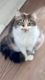 Подарявам котка, снимка 2