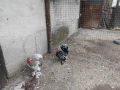 Бреговски джинки , снимка 2
