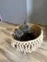 Британски късокосмести, снимка 1