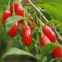 Продавам пресен плод годжи бери, снимка 3