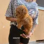 Мини пуделчета момче и момиче, снимка 2