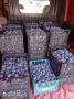 Продавам Сливи Стенлей , снимка 1