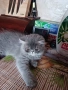 Продавам мъжко персийче , снимка 1