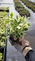 Евонимус Браво, Euonymus japonicus Bravo, снимка 6