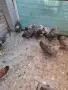 Катунски кокошки, снимка 5