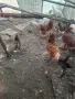 Декоративни кокошки, снимка 3