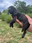 Свободни кученца Плотхаунд, снимка 5