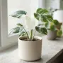 Monstera White Monster, снимка 2