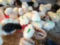  Бройлери, носачки, пъдпъдъци, патета, снимка 3
