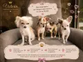 Чистокръвни мини Чихуахуа, снимка 13