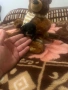Продавам чихуахуа , снимка 13
