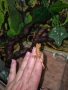 Ресничест бананояден гекон (Rhacodactylus ciliatus), снимка 9