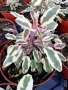 Salvia officinalis ‘Tricolor’ / Градински чай „Tricolor, снимка 1