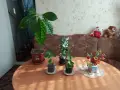 Стайни и градински цветя , снимка 1