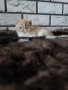 Екзотично късокосместо коте , снимка 5