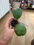 Hoya Хоя Michele , снимка 2