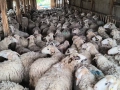 Продавам 150 бр млади овце , снимка 1