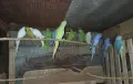 Александри,пенанти и розели, снимка 1