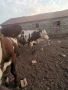 Majki mesodaini teleta 5 evro jivo teglo 3 broq mejdo 250 i 300 kg, снимка 3