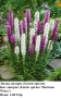 Лиатрис (Liatris spicata) - лилав и бял; грудки, снимка 1