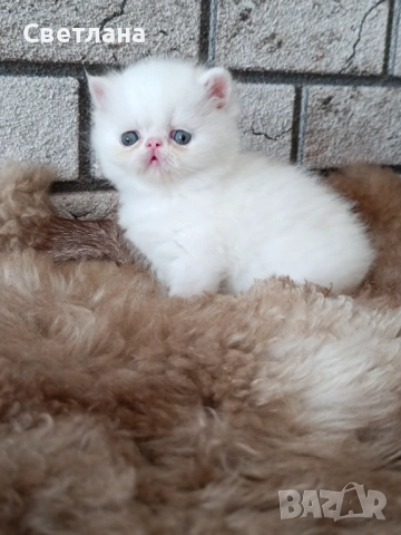 Екзотично късокосместо мъжко коте , снимка 3 - Персийска - 54348394