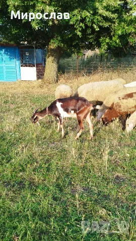 Заплодена овца коза и две мъжки шилета, снимка 2 - Овце - 55396989