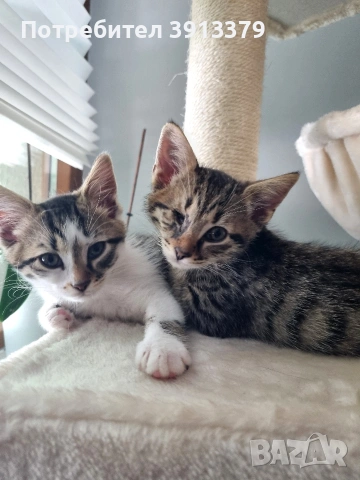 Подарявам мъжки котета!