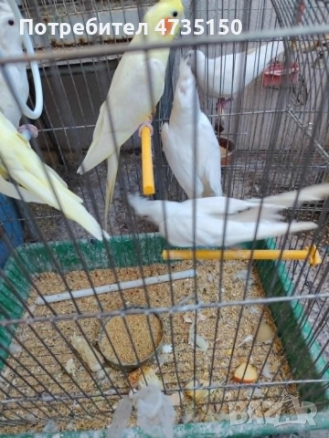 Продавам бели и пъстри корели, снимка 6 - Папагали - 55136761