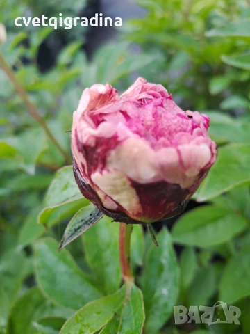 Paeonia ‘The Fawn’ / Божур „Еленчето“, снимка 2 - Градински цветя и растения - 54650933