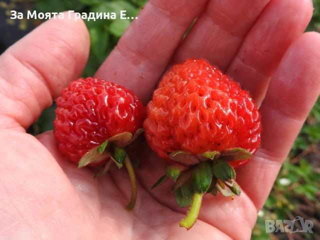 Ягода - Мице Шиндлер /Mieze Schindler, снимка 2 - Разсади - 54031955