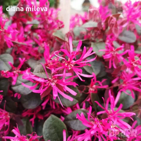 Лоропеталум Черна перла, Loropetalum Chinense Black Pearl, снимка 6 - Градински цветя и растения - 55398489
