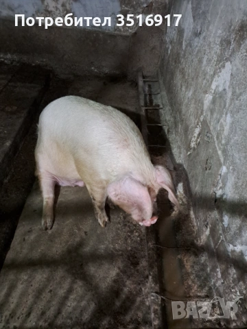 Продавам прасе, снимка 2 - Прасета - 54016066