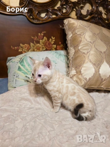 Бенгалски котета